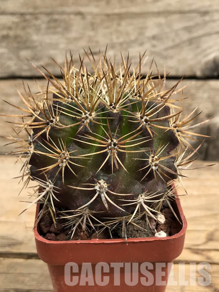 SHPR6389 Eriosyce subgibbosa var. nigrihorrida, South Coquimbo, Chile – Bild 2