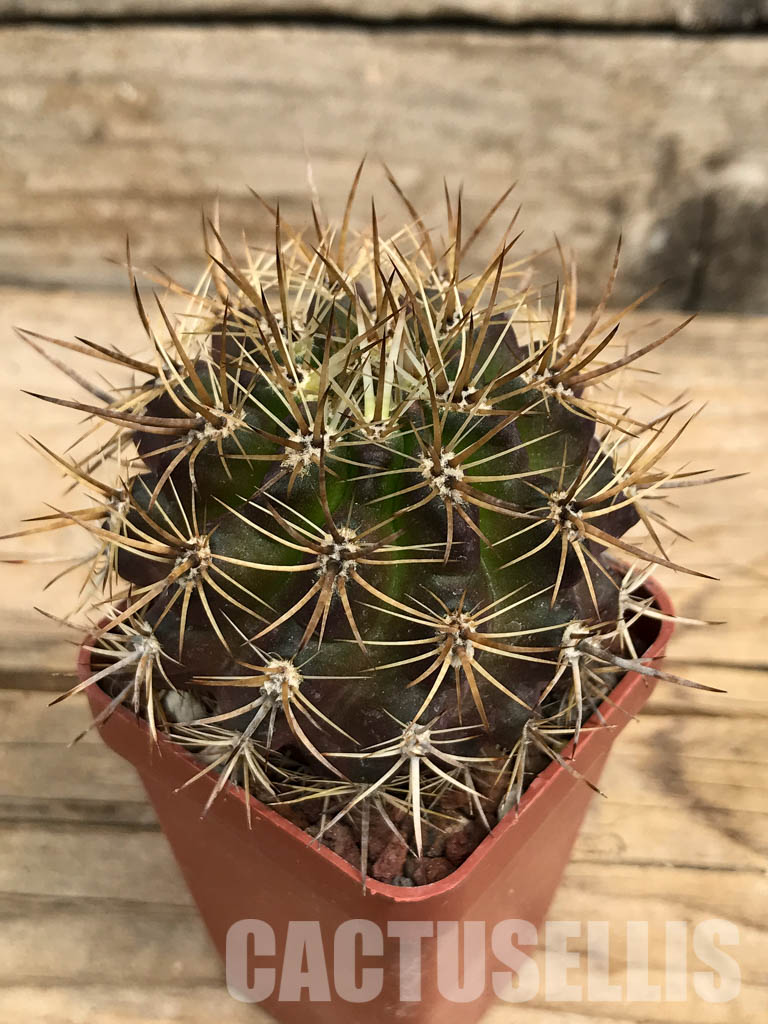 SHPR6389 Eriosyce subgibbosa var. nigrihorrida, South Coquimbo, Chile – Bild 3