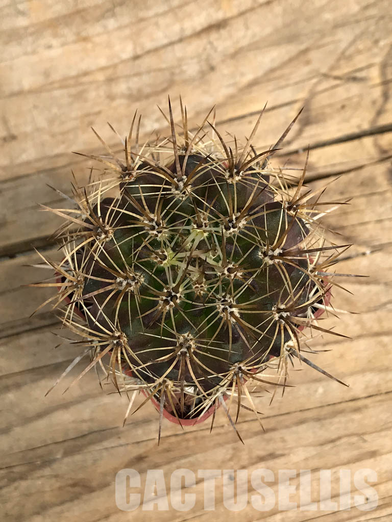 SHPR6389 Eriosyce subgibbosa var. nigrihorrida, South Coquimbo, Chile