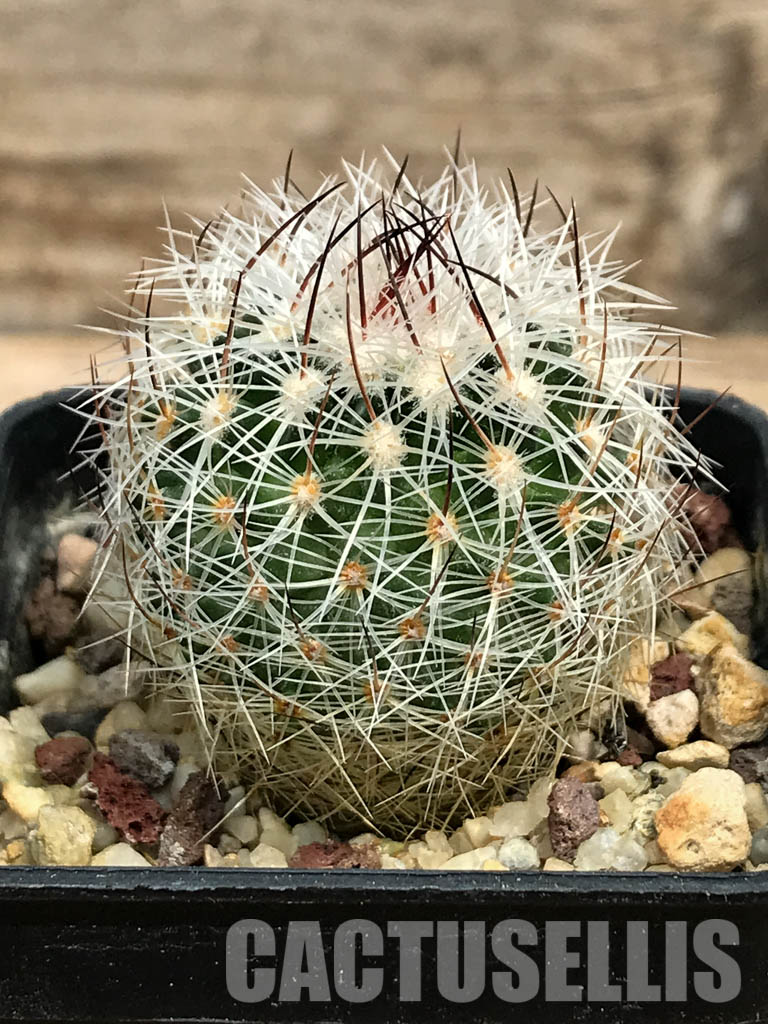 SHPR6390 Stenocactus ochoterenanus, Fresnillo, Sombrerete, Zacatecas, Mexico – Bild 2