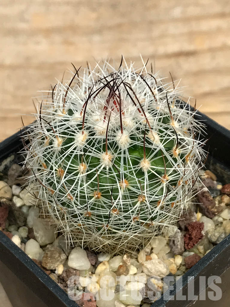 SHPR6390 Stenocactus ochoterenanus, Fresnillo, Sombrerete, Zacatecas, Mexico – Bild 3