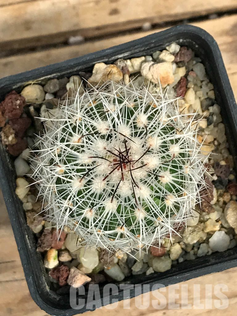 SHPR6390 Stenocactus ochoterenanus, Fresnillo, Sombrerete, Zacatecas, Mexico