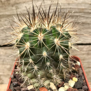 10 graines de Neoporteria cachitaensis cactus seeds  