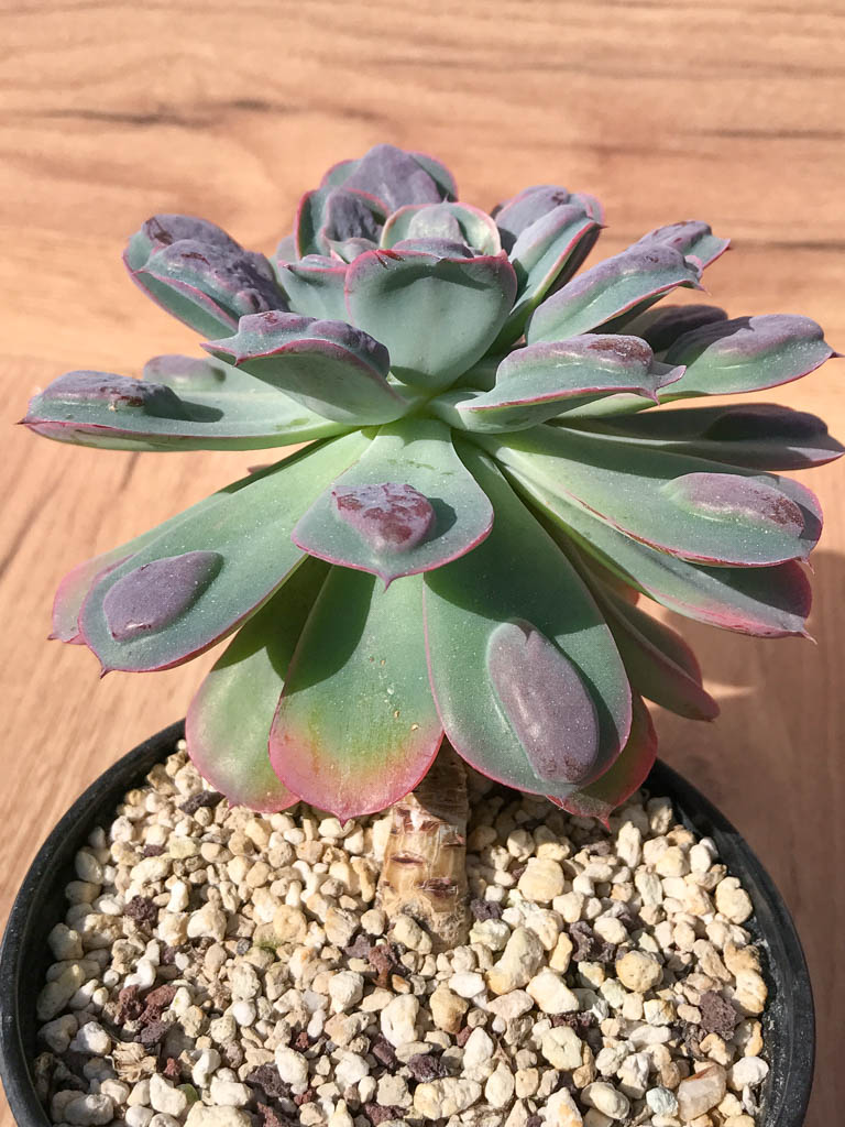 SHPR6394 Echeveria 'Raindrops' - Image 2