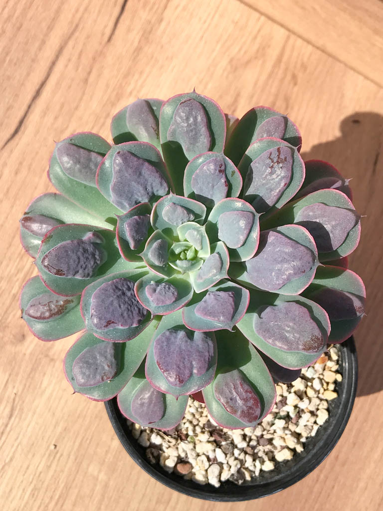 SHPR6394 Echeveria 'Raindrops'