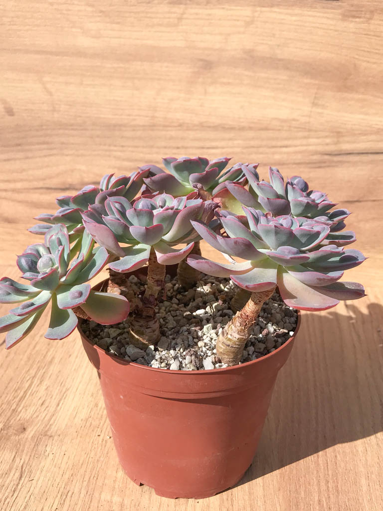 SHPR6395 Echeveria 'Raindrops' six heads - Image 2