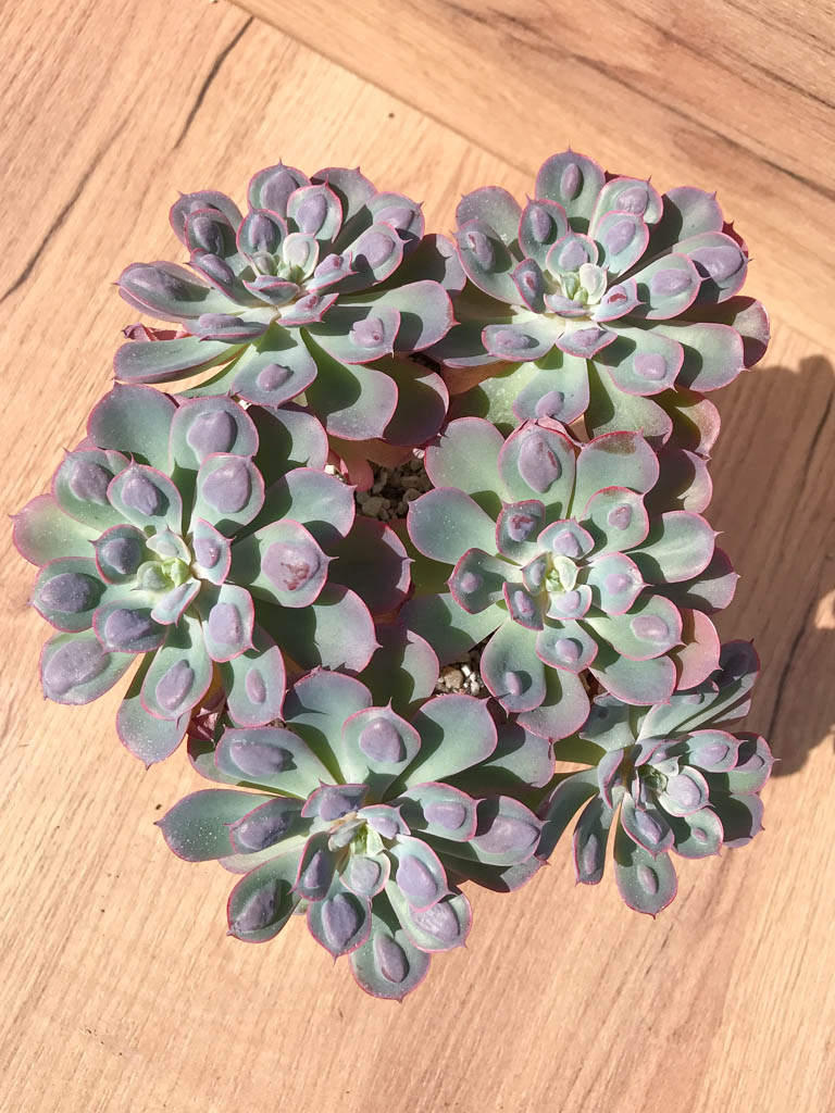 SHPR6395 Echeveria 'Raindrops' six heads - Image 3