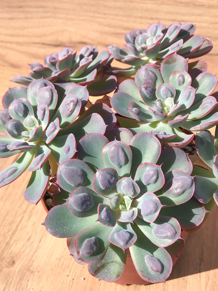 SHPR6395 Echeveria 'Raindrops' six heads