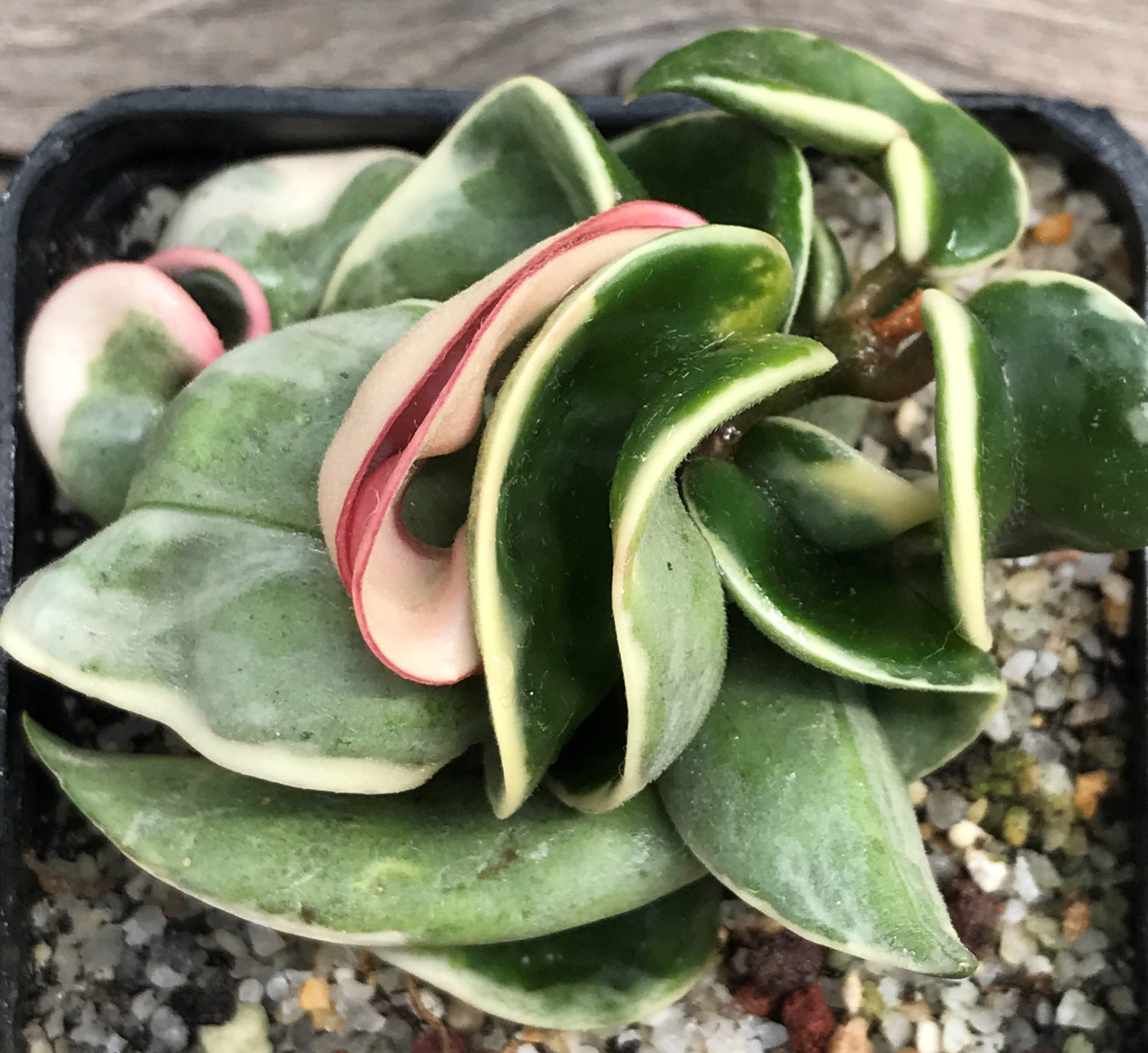 SHPR6400 Hoya carnosa ‘Compacta Variegata’ - Cactus-online