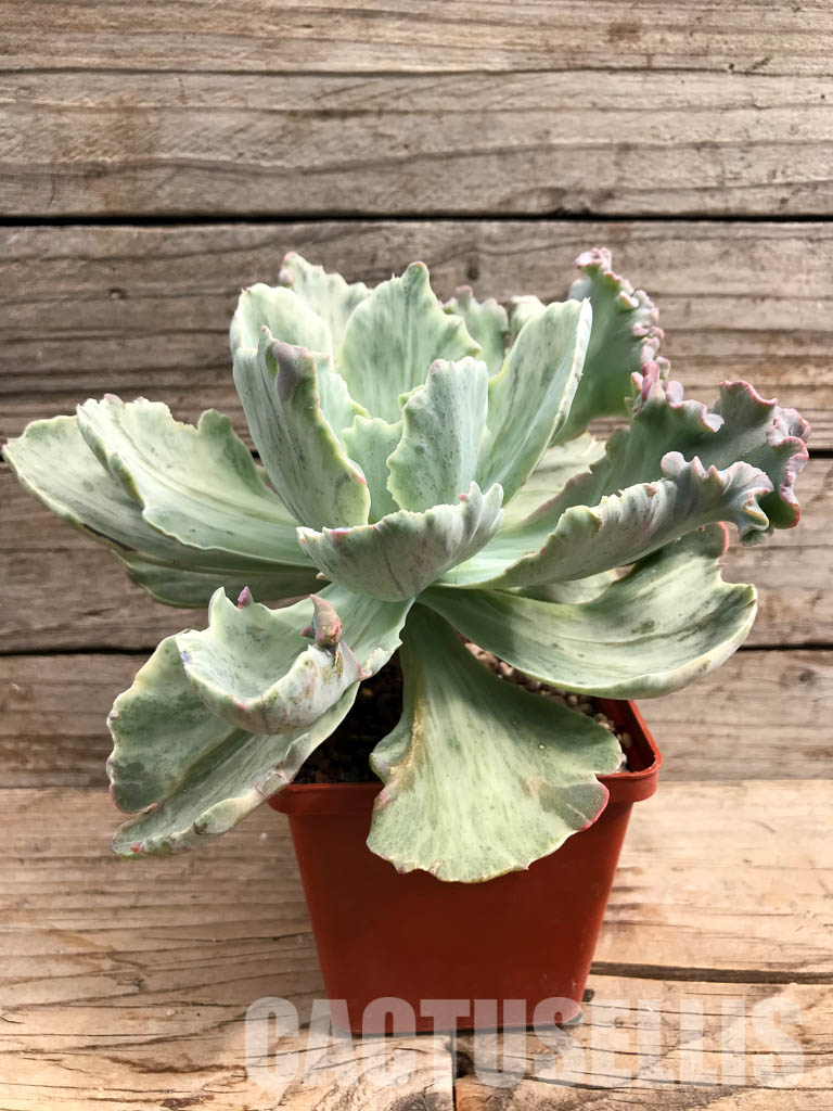 SHPR6411 Echeveria shaviana ‘green mint’ - immagine 2
