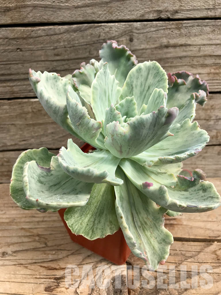 SHPR6411 Echeveria shaviana ‘green mint’ - immagine 3