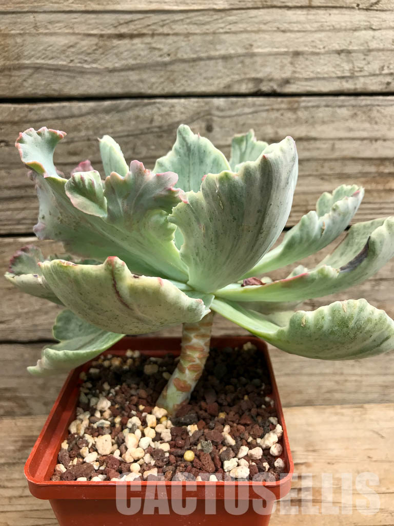 SHPR6411 Echeveria shaviana ‘green mint’ - immagine 4
