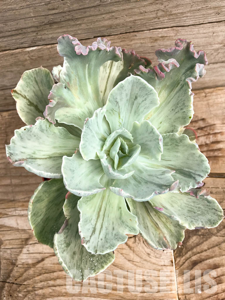SHPR6411 Echeveria shaviana ‘green mint’
