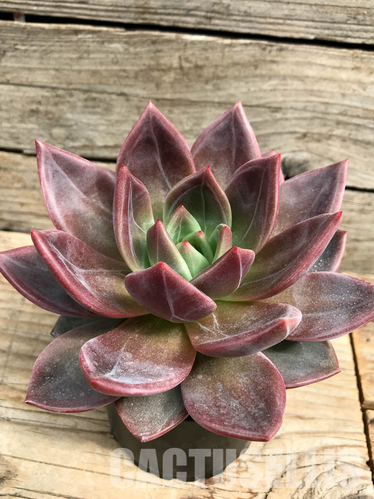 SHPR6413 Echeveria hybrid