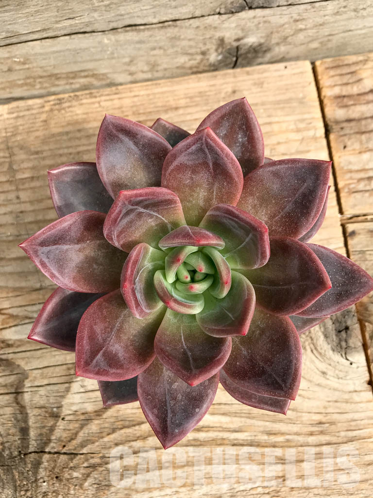SHPR6413 Echeveria hybrid - immagine 4