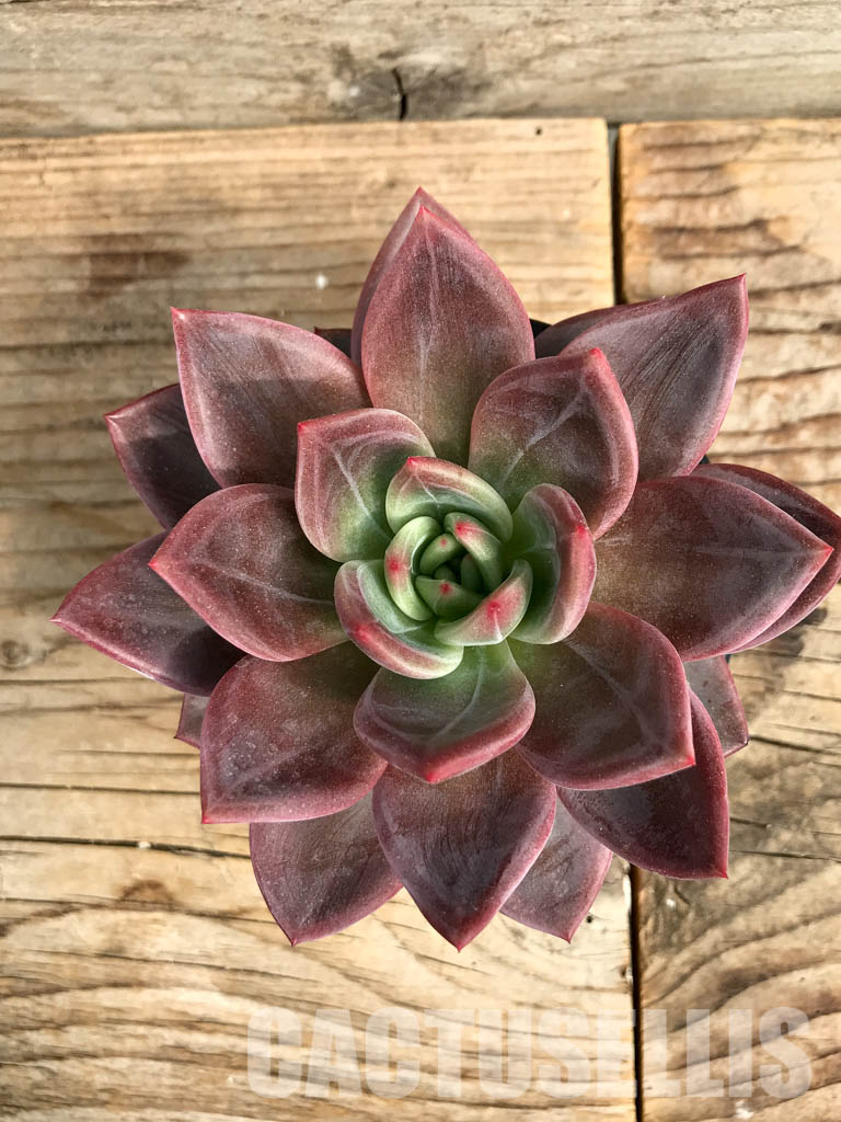 SHPR6413 Echeveria hybrid - immagine 5