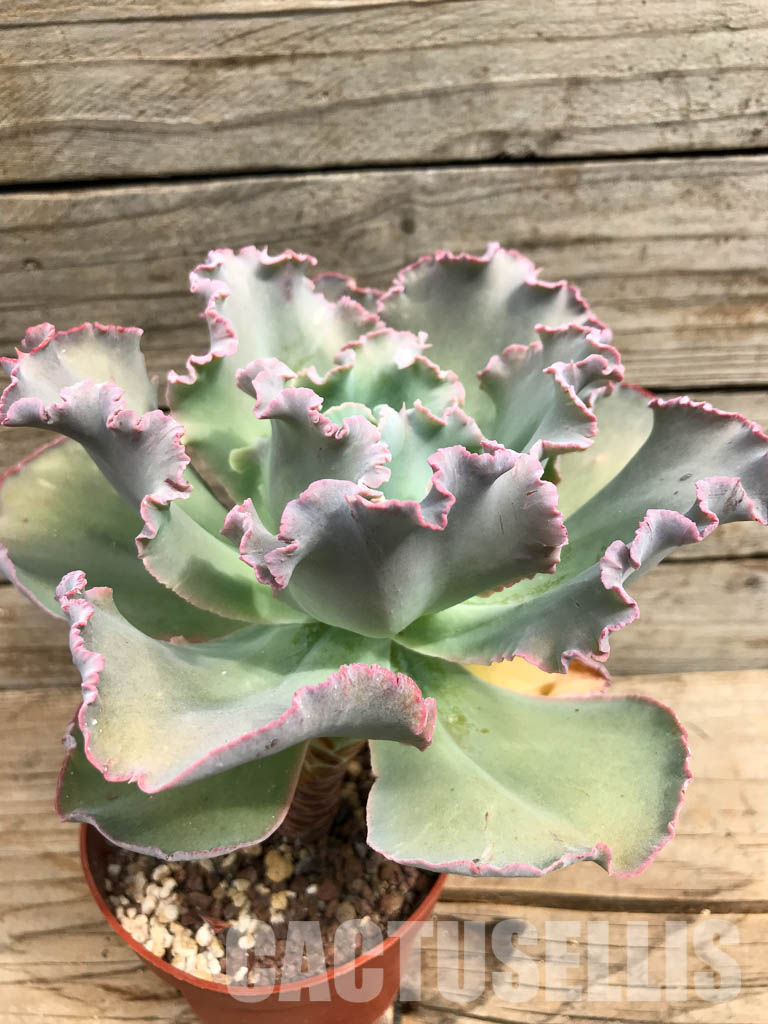 SHPR6415 Echeveria santili - Obrázek 2