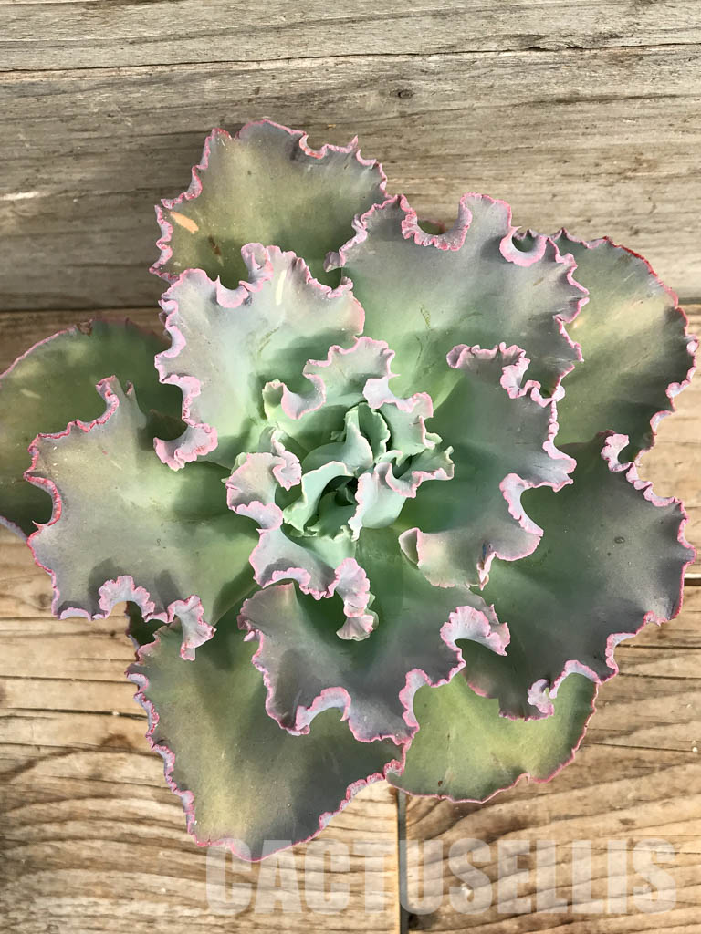 SHPR6415 Echeveria santili