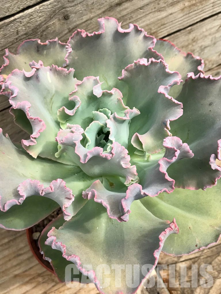 SHPR6415 Echeveria santili - Obrázek 4
