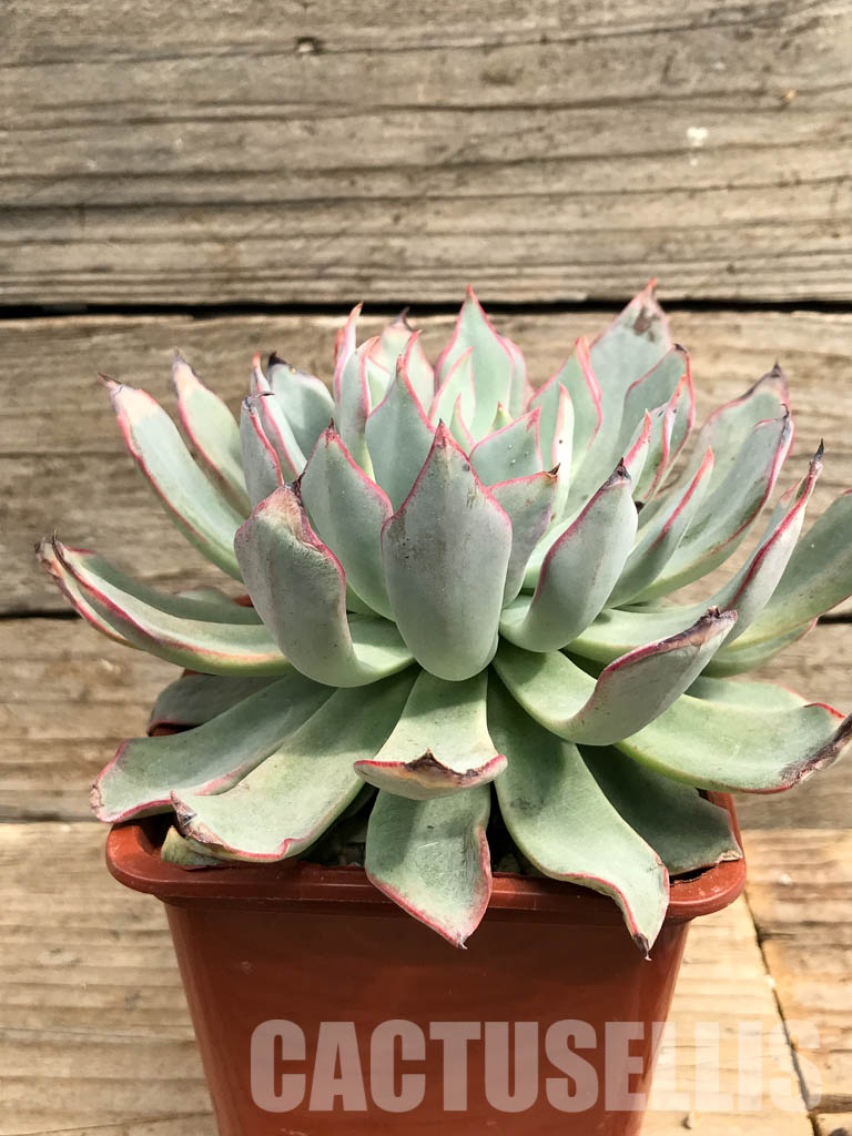 SHPR6417 Echeveria strictiflora - Image 2