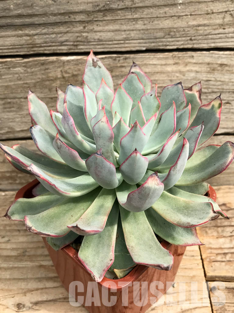 SHPR6417 Echeveria strictiflora - Image 3