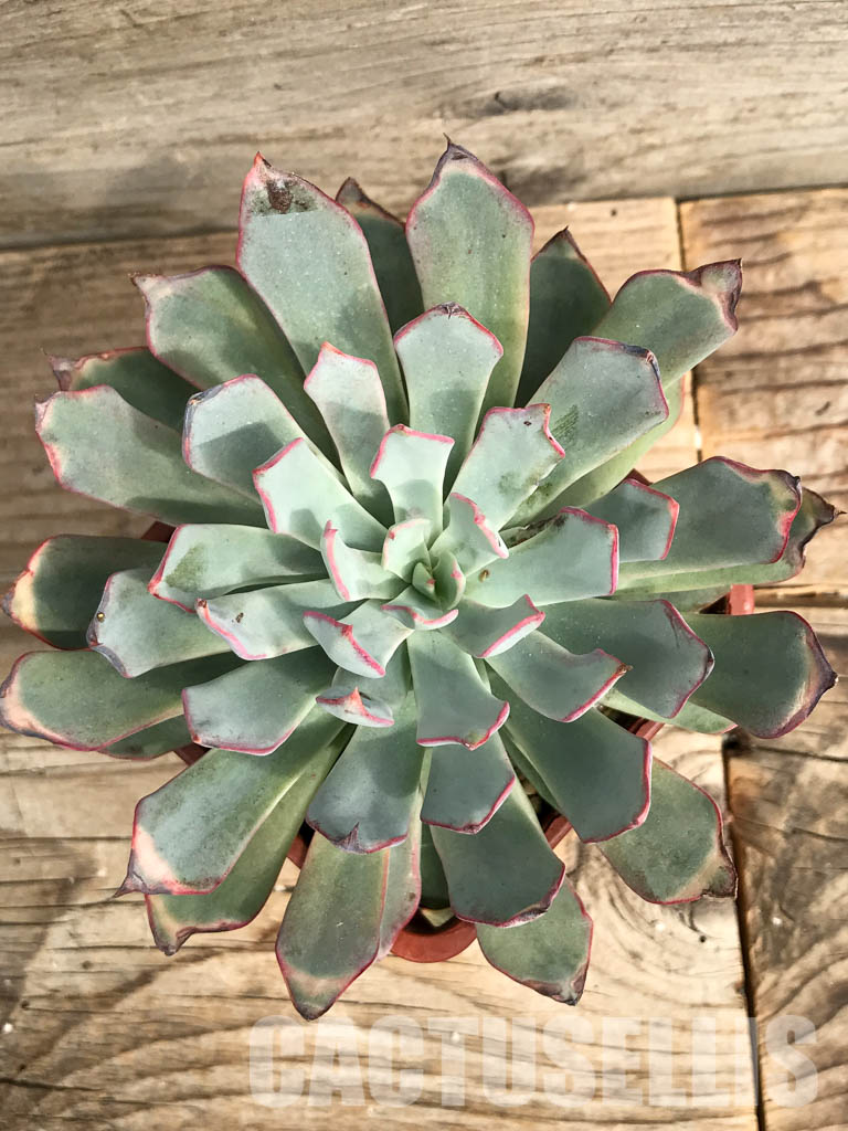 SHPR6417 Echeveria strictiflora - Image 4