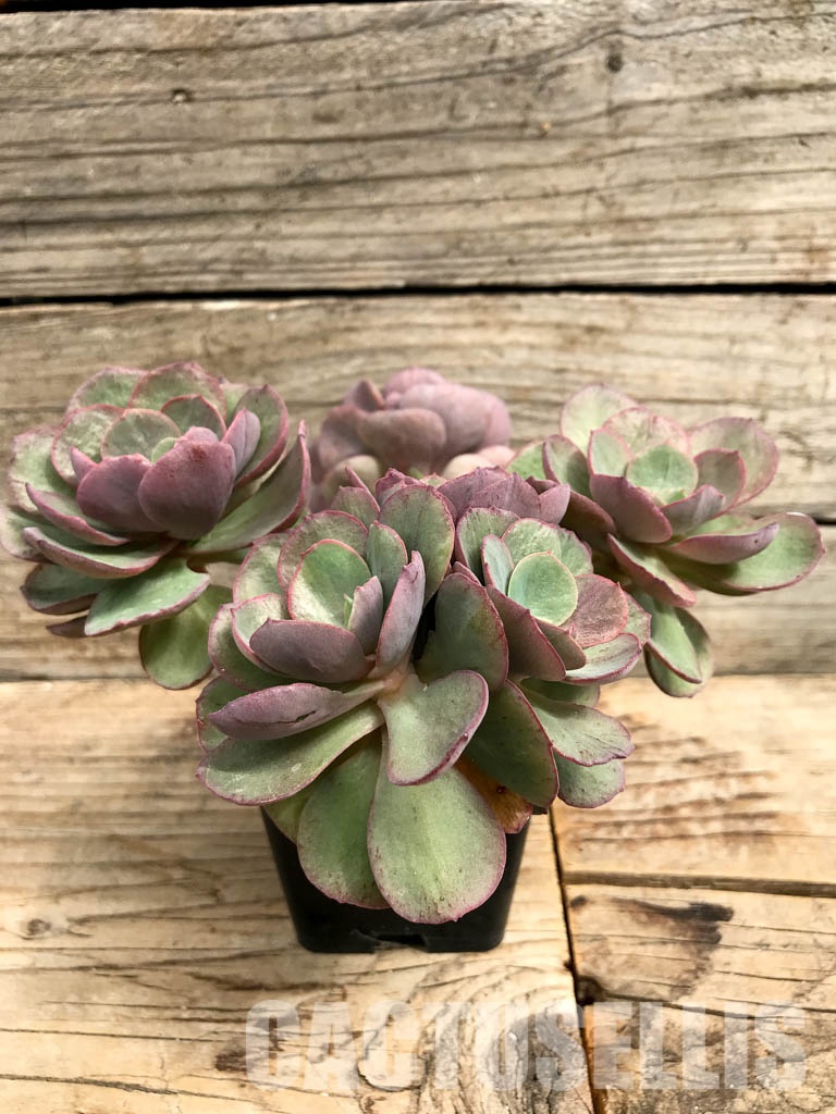 SHPR6419 Echeveria Suyon, four heads - Image 2