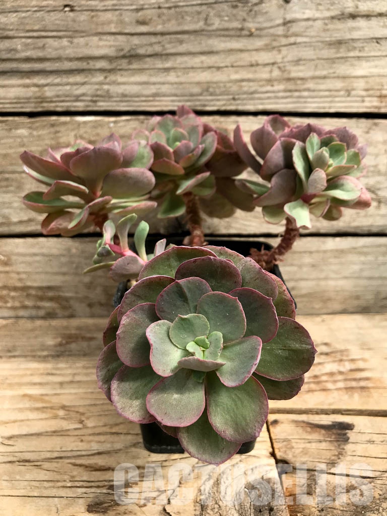 SHPR6419 Echeveria Suyon, four heads - Image 3