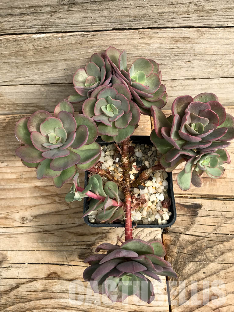 SHPR6419 Echeveria Suyon, four heads - Image 4