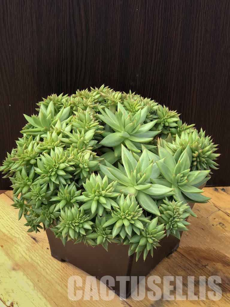 SHPR6420 Echeveria agavoides f. cristata - Image 3