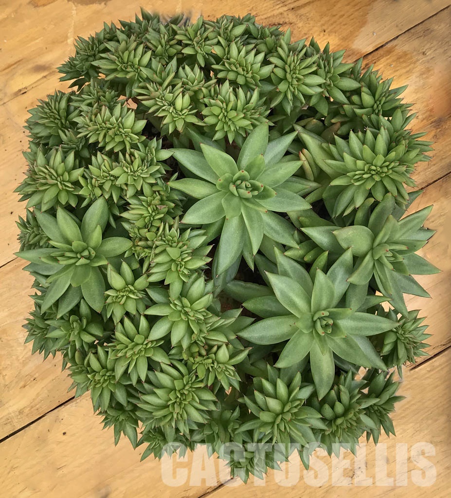 SHPR6420 Echeveria agavoides f. cristata