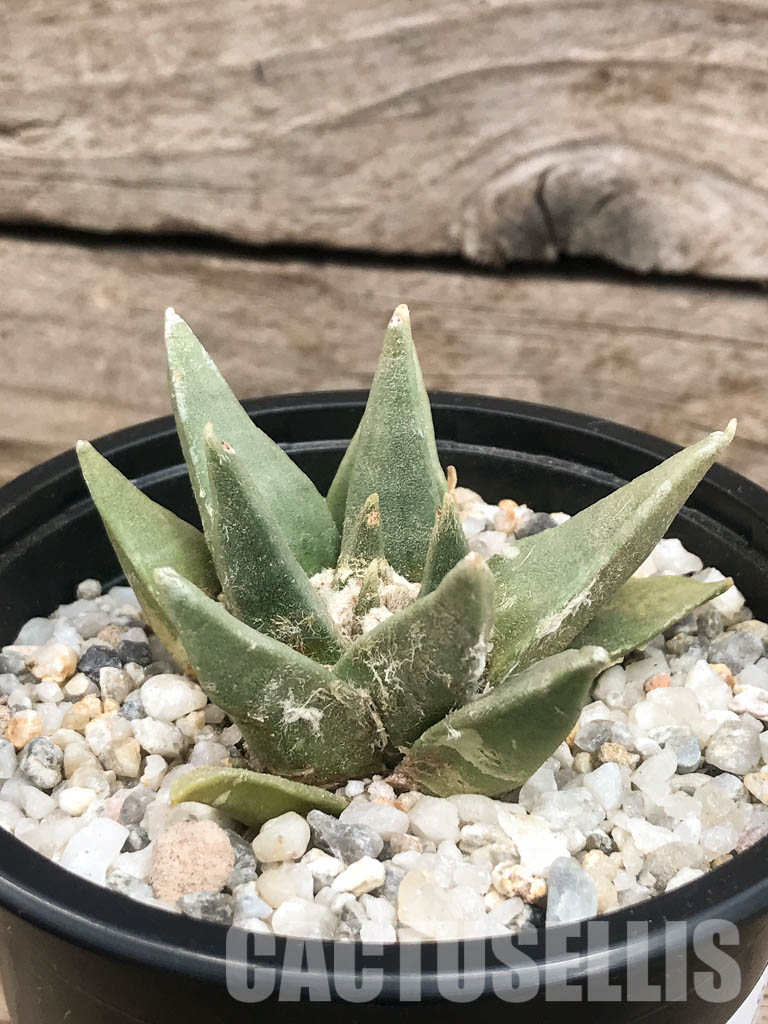 SHPR6425 Ariocarpus retusus, Saltillo, Coahuila, San Luis Potosi, Mexico - Imagen 2