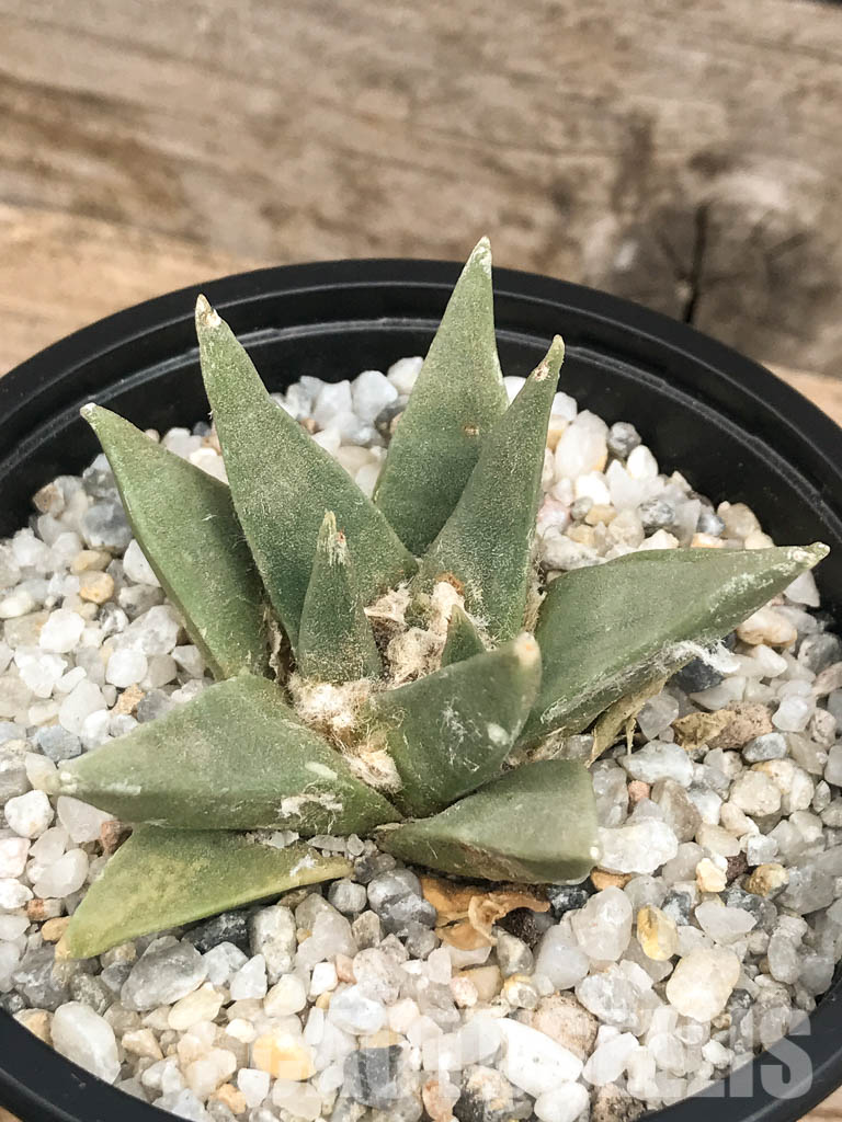 SHPR6425 Ariocarpus retusus, Saltillo, Coahuila, San Luis Potosi, Mexico