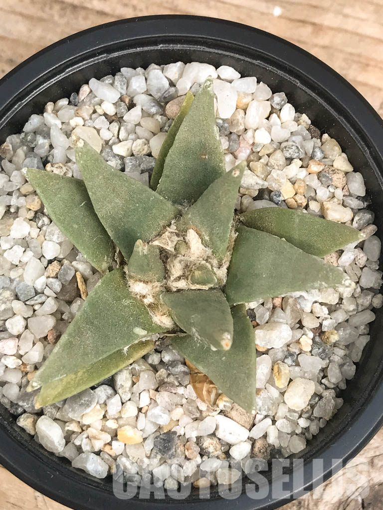 SHPR6425 Ariocarpus retusus, Saltillo, Coahuila, San Luis Potosi, Mexico - Imagen 4