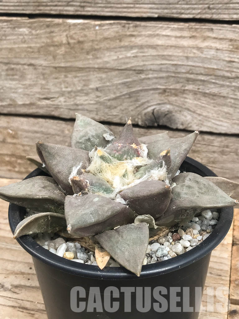 SHPR6426 Ariocarpus retusus, Saltillo, Coahuila, San Luis Potosi, Mexico - Imagen 2