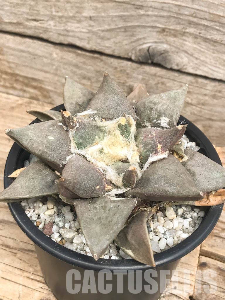 SHPR6426 Ariocarpus retusus, Saltillo, Coahuila, San Luis Potosi, Mexico - Imagen 3