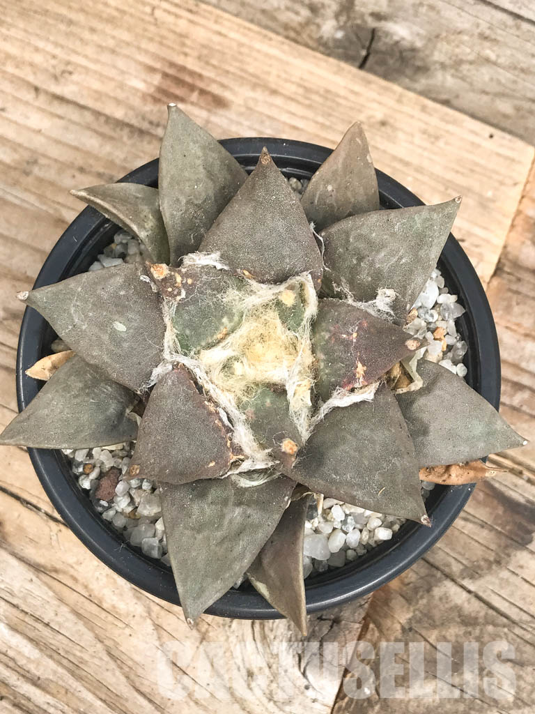 SHPR6426 Ariocarpus retusus, Saltillo, Coahuila, San Luis Potosi, Mexico - Imagen 4