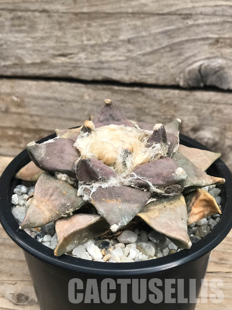 SHPR6428 Ariocarpus retusus var. furfuraceus, De Carambollo, own roots - Imagen 2