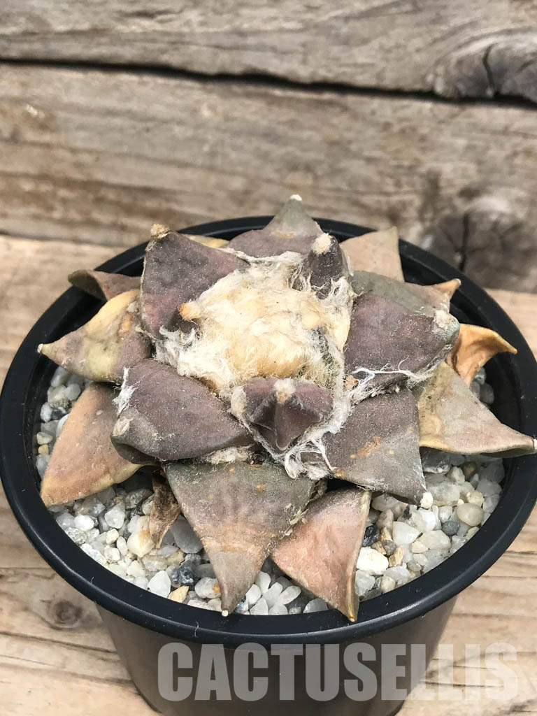 SHPR6428 Ariocarpus retusus var. furfuraceus, De Carambollo, own roots - Imagen 3