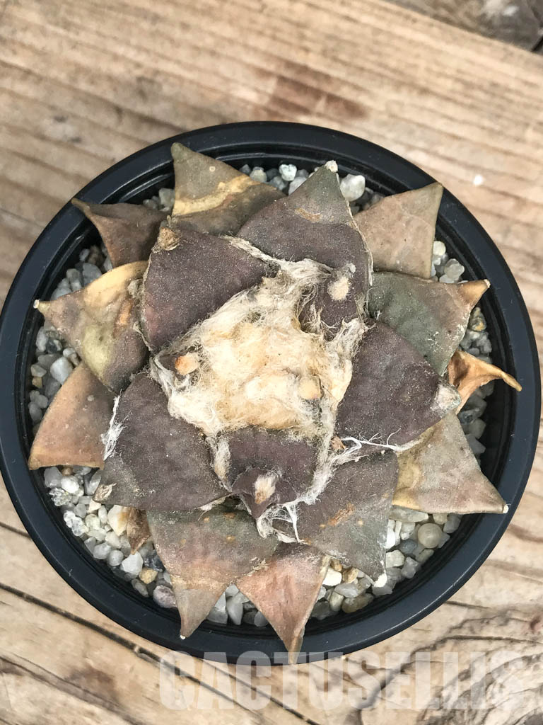 SHPR6428 Ariocarpus retusus var. furfuraceus, De Carambollo, own roots