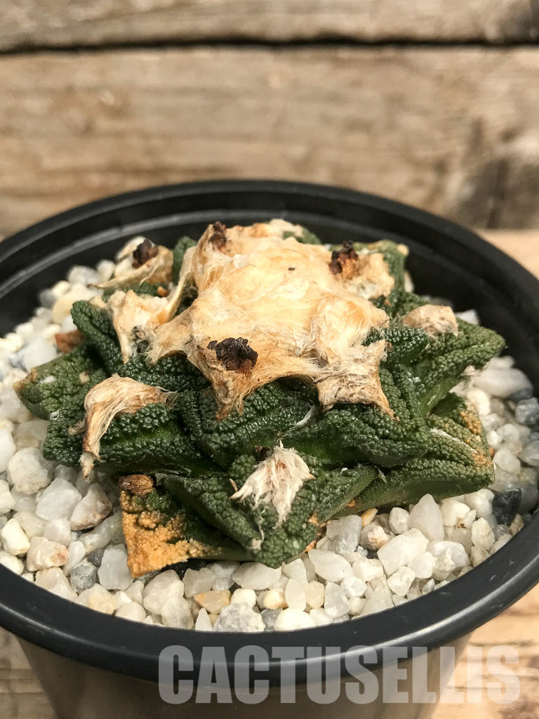 SHPR6443 Ariocarpus fissuratus var. hintonii, South of Matehuala, Northern San Luis Potosi, Mexico - Obrázek 2