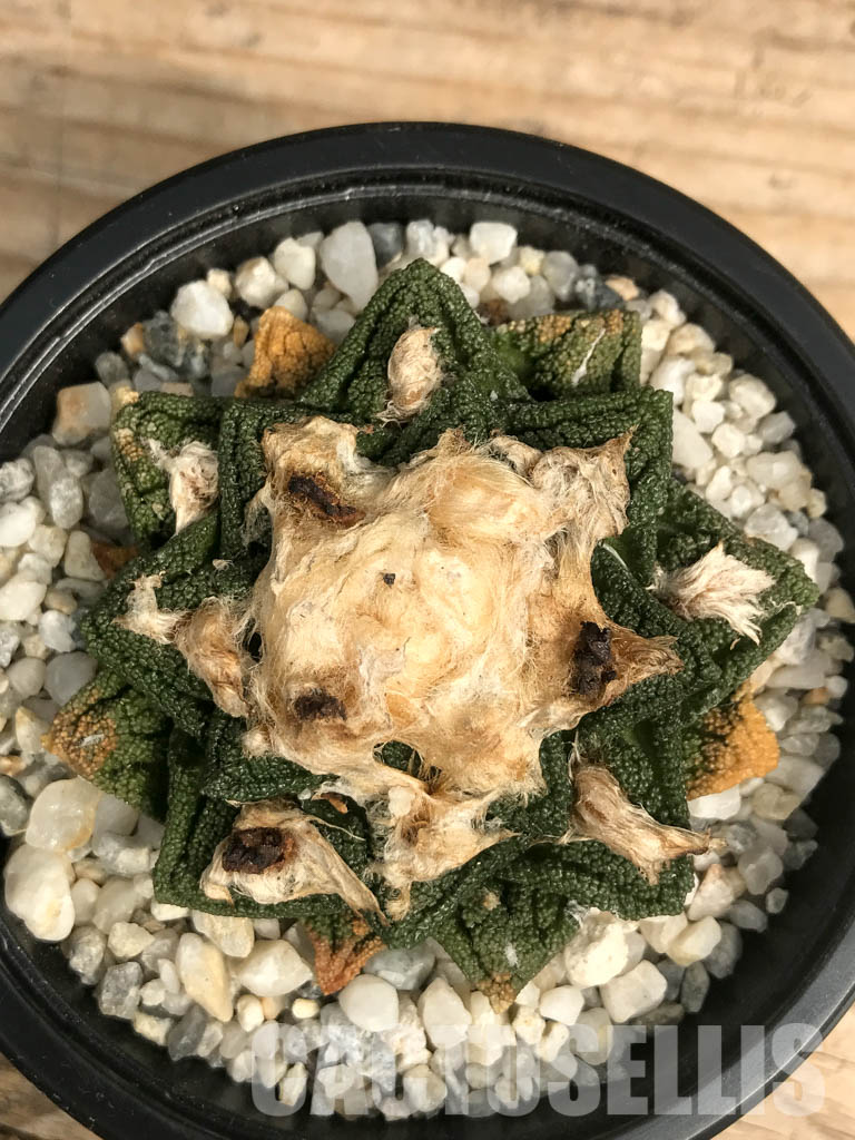 SHPR6443 Ariocarpus fissuratus var. hintonii, South of Matehuala, Northern San Luis Potosi, Mexico