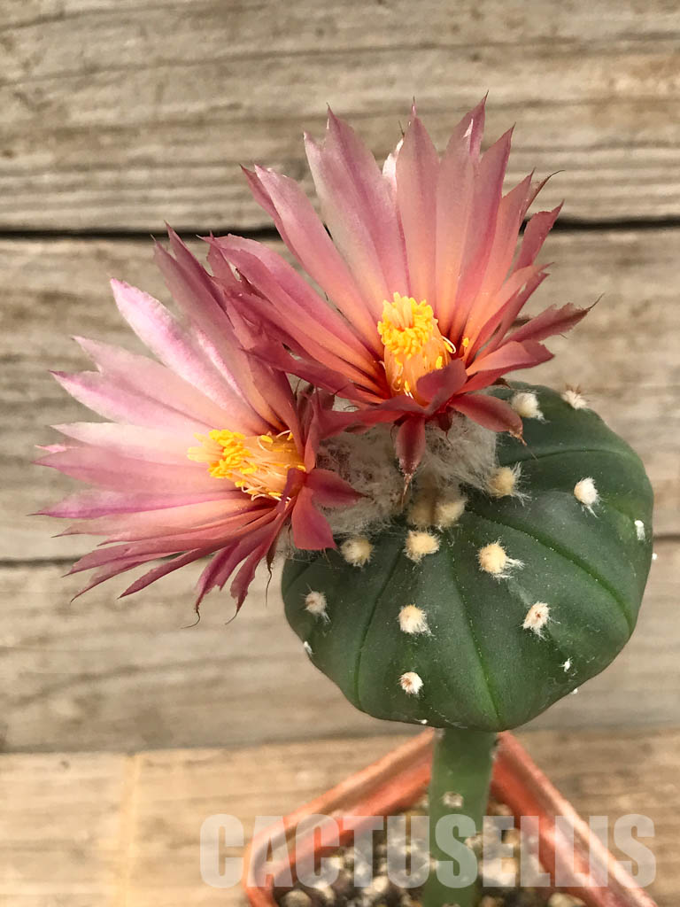 SHPR6445 Astrophytum asterias, pink flowers, grafted - Зображення 2