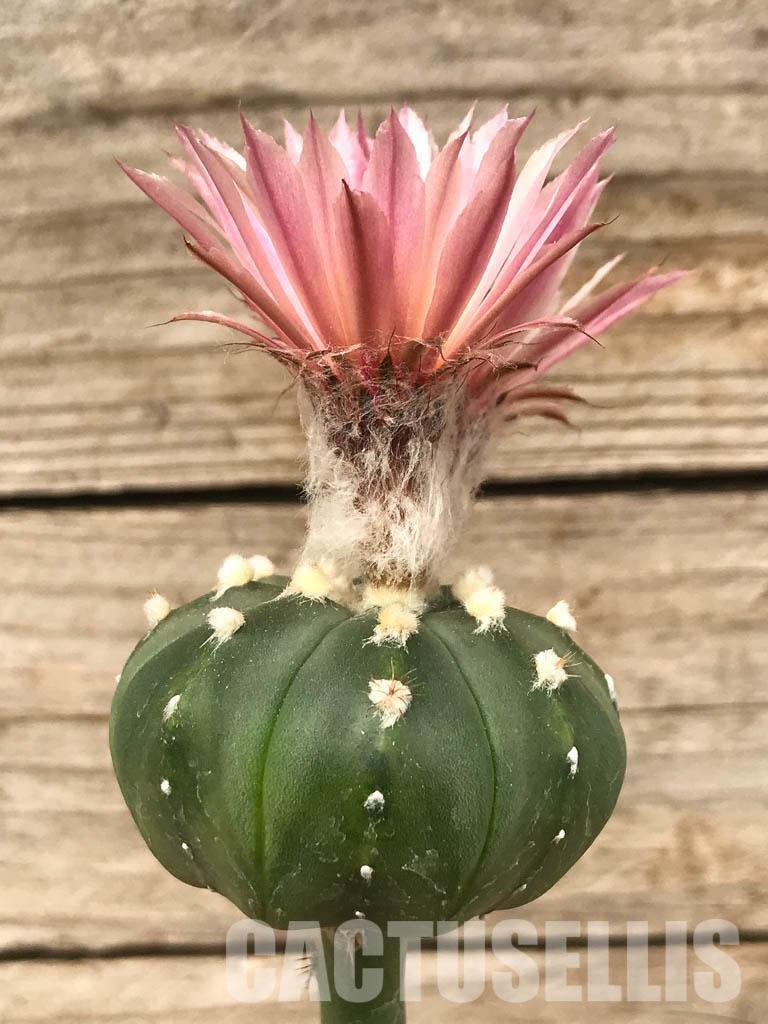 SHPR6445 Astrophytum asterias, pink flowers, grafted - Зображення 3