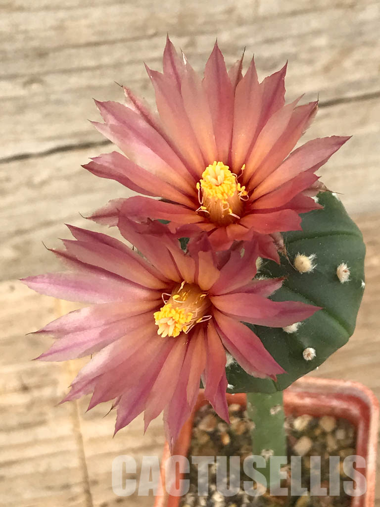 SHPR6445 Astrophytum asterias, pink flowers, grafted