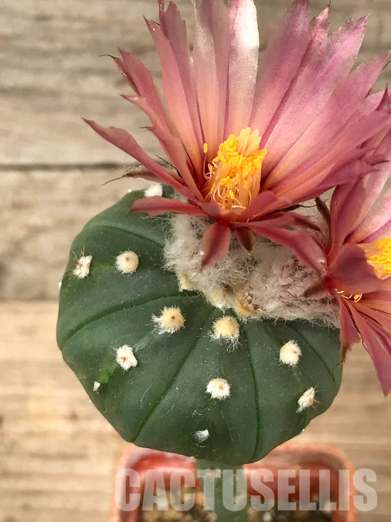 SHPR6445 Astrophytum asterias, pink flowers, grafted - Зображення 5