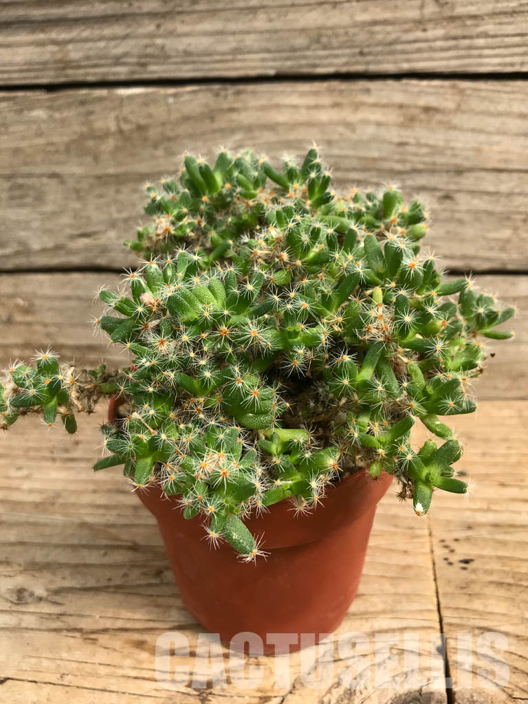 SHPR6449 Trichodiadema densum, Cape Prov, South Africa