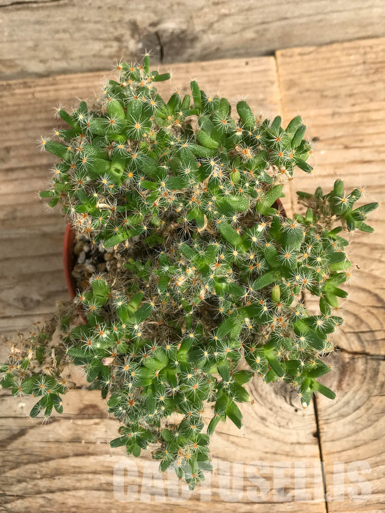 SHPR6449 Trichodiadema densum, Cape Prov, South Africa - Image 2