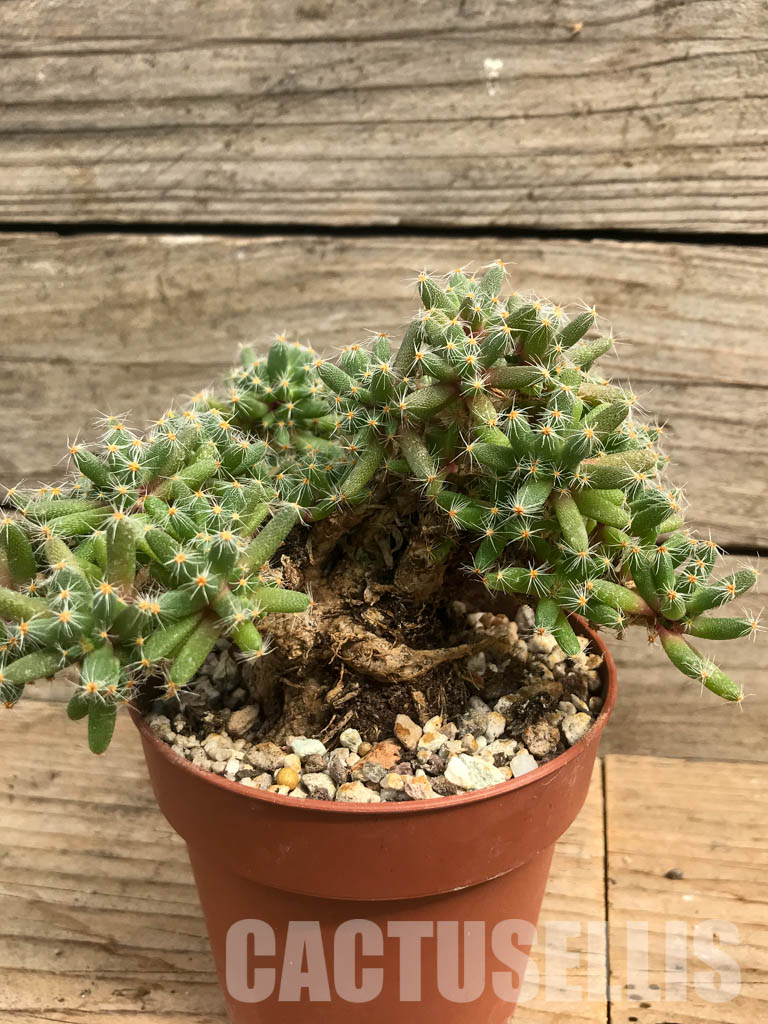 SHPR6449 Trichodiadema densum, Cape Prov, South Africa - Image 3