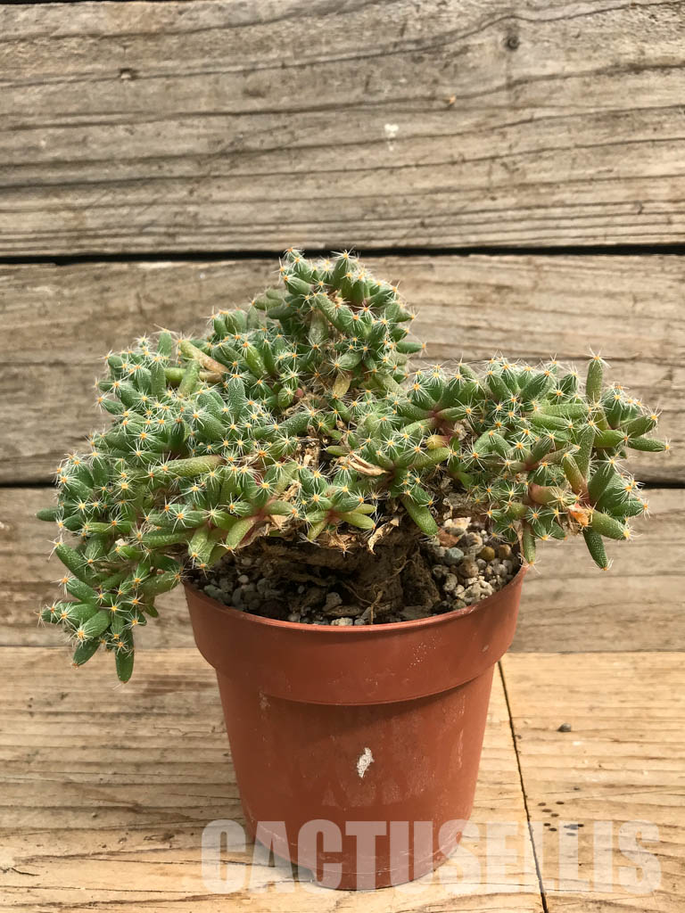 SHPR6449 Trichodiadema densum, Cape Prov, South Africa - Image 4